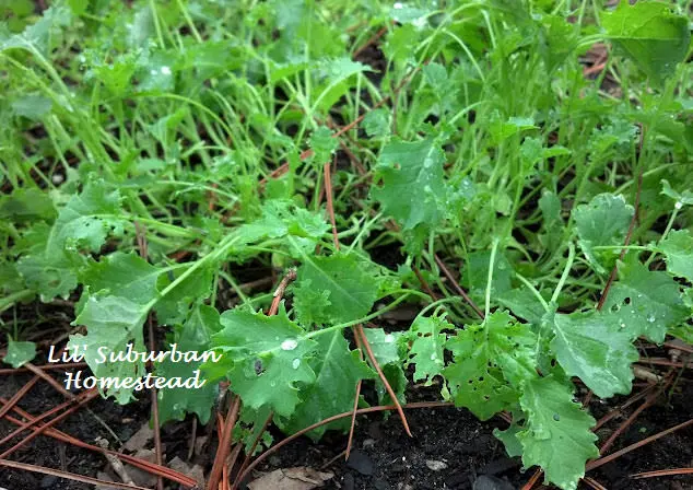Asian Greens plants