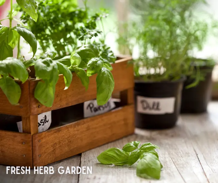Fresh Herb Fall Gardening