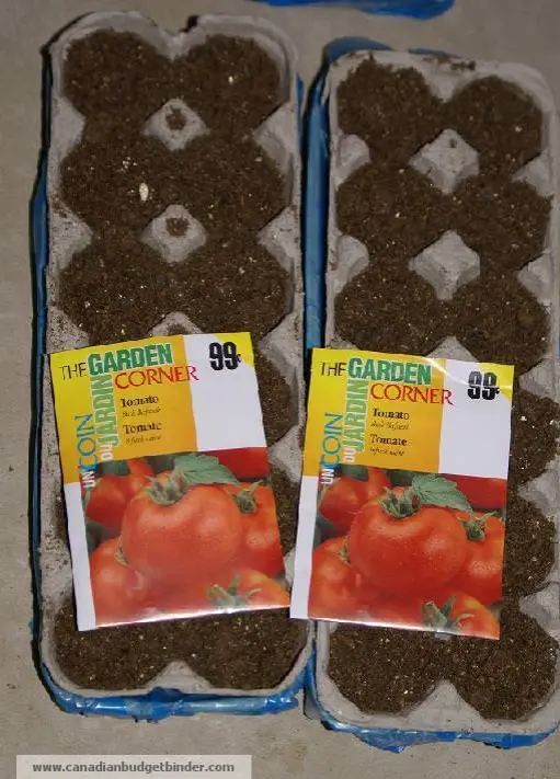Tomato Seeds Planted In Egg Cartons