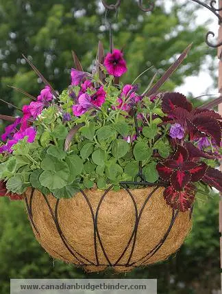 Hanging Basket with Flowers Hanging Basket with Flowers 2012