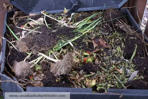 Inside the compost heap Inside the compost bin