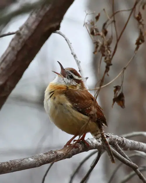 wren-bird