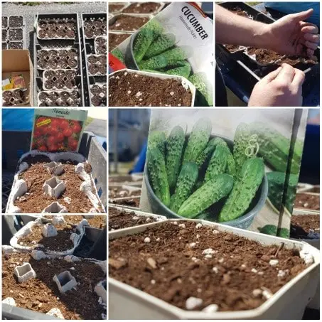 Seeds Instead Of Starter Garden Vegetable Plants