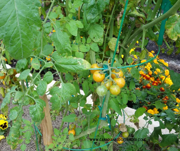 Companion Planting Tomatoes and Marigold flowers.