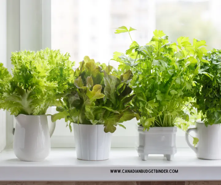 Growing Herbs in Pots