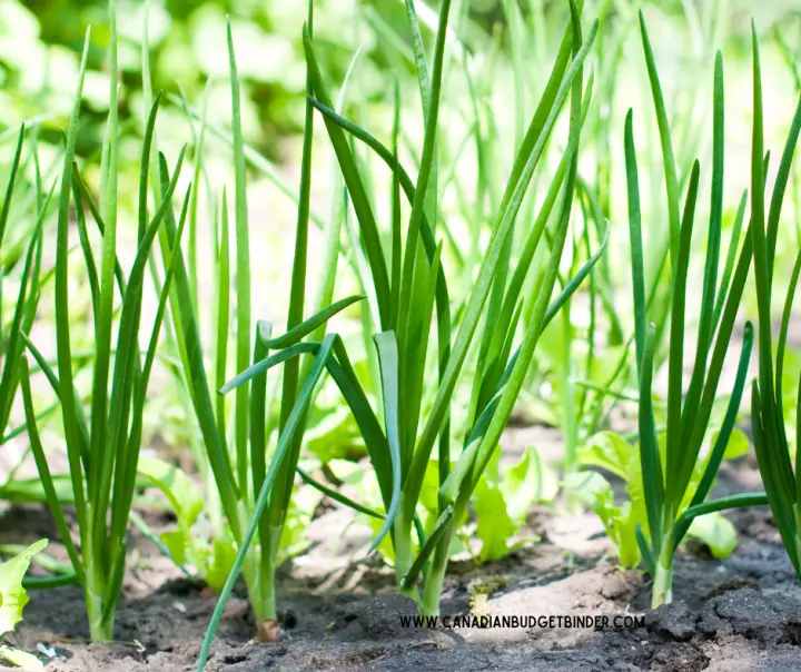 Growing Spring Onions In A Vegetable Garden