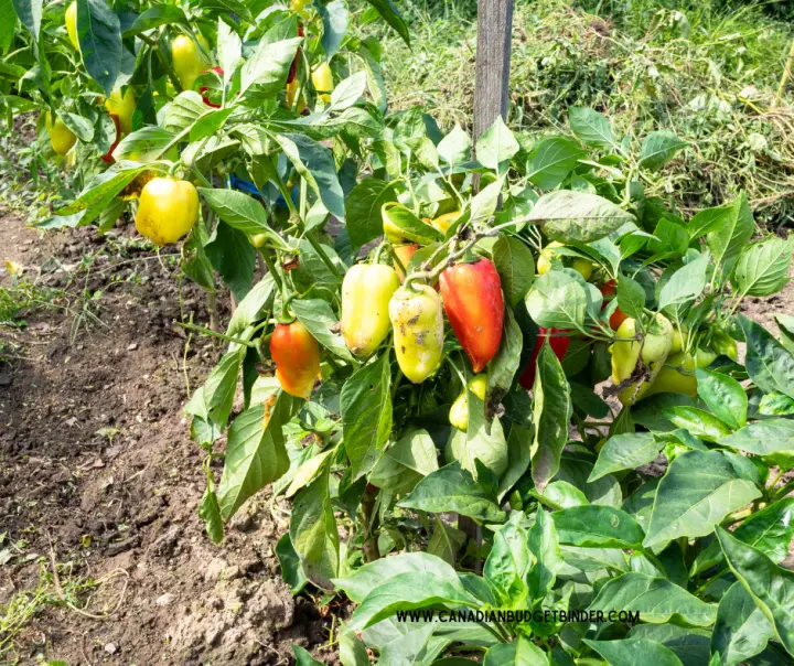 How To Stake Peppers In A Vegetable Garden