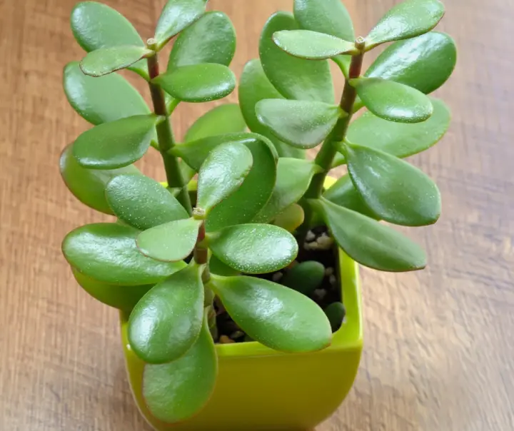 Jade Tree from a garage sale