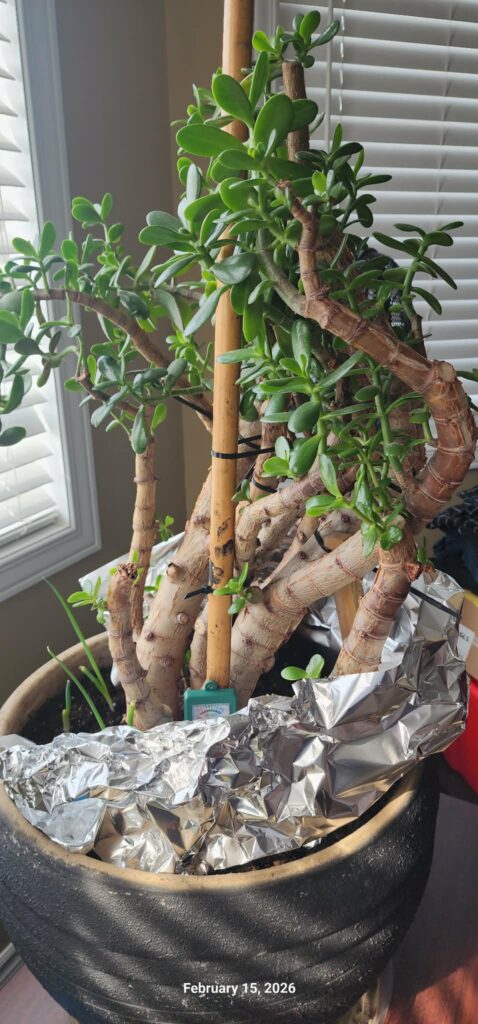 Money Tree 2026