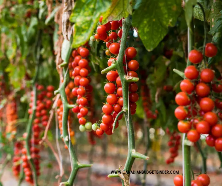 Tomatoes on Stakes In The Garden