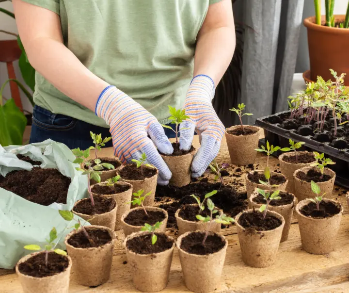 Transplanting Vegetable Seedlings