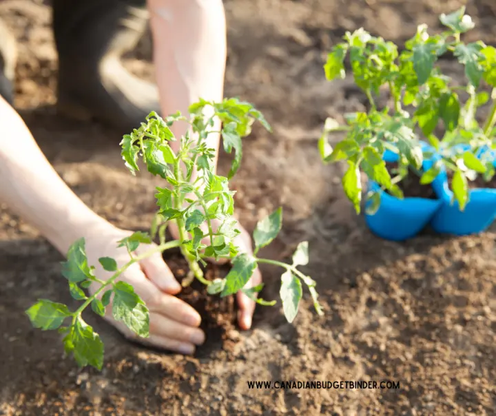 Transplanting Vegetable Seedlings Into The Ground