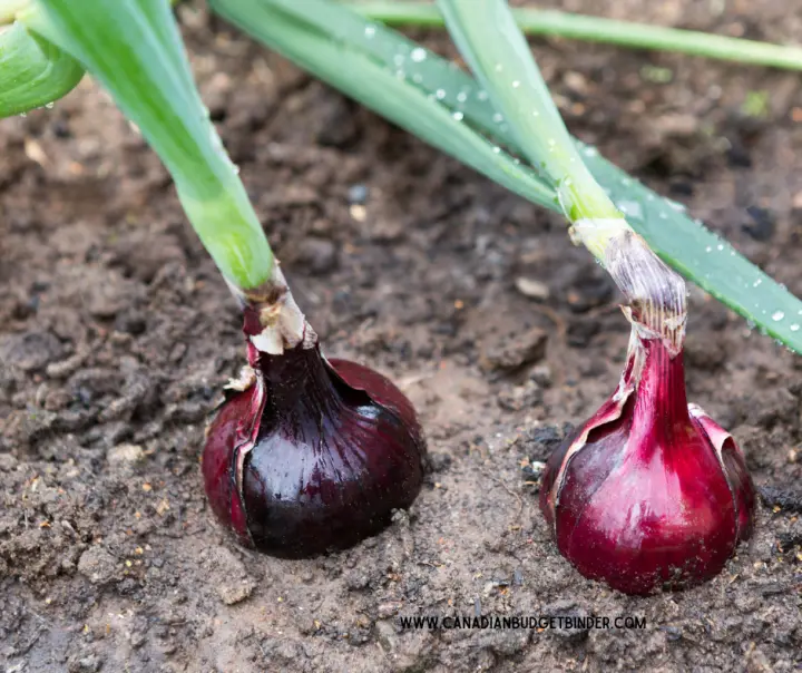 Vegetable Growing Tips For Onions