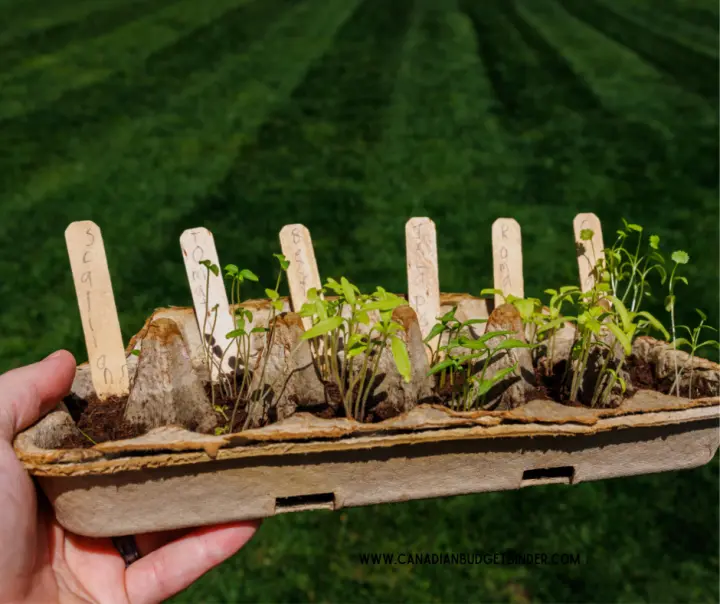 Vegetable Growing Tips In An Egg Carton With Labels