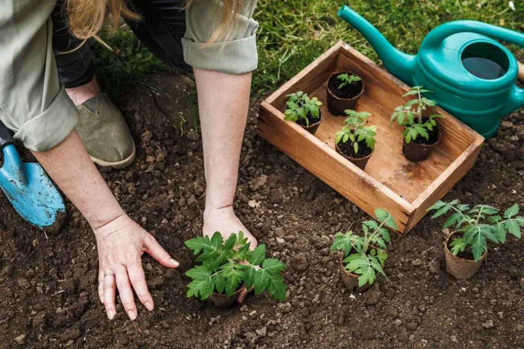 Vegetable Planting Tips For A Healthy And Happy Garden