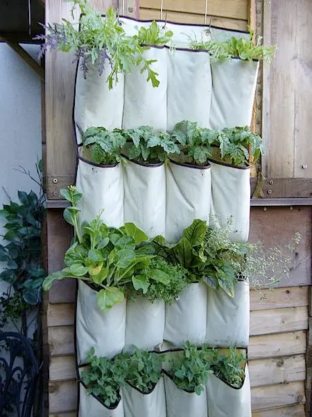 shoe organizer with herb garden