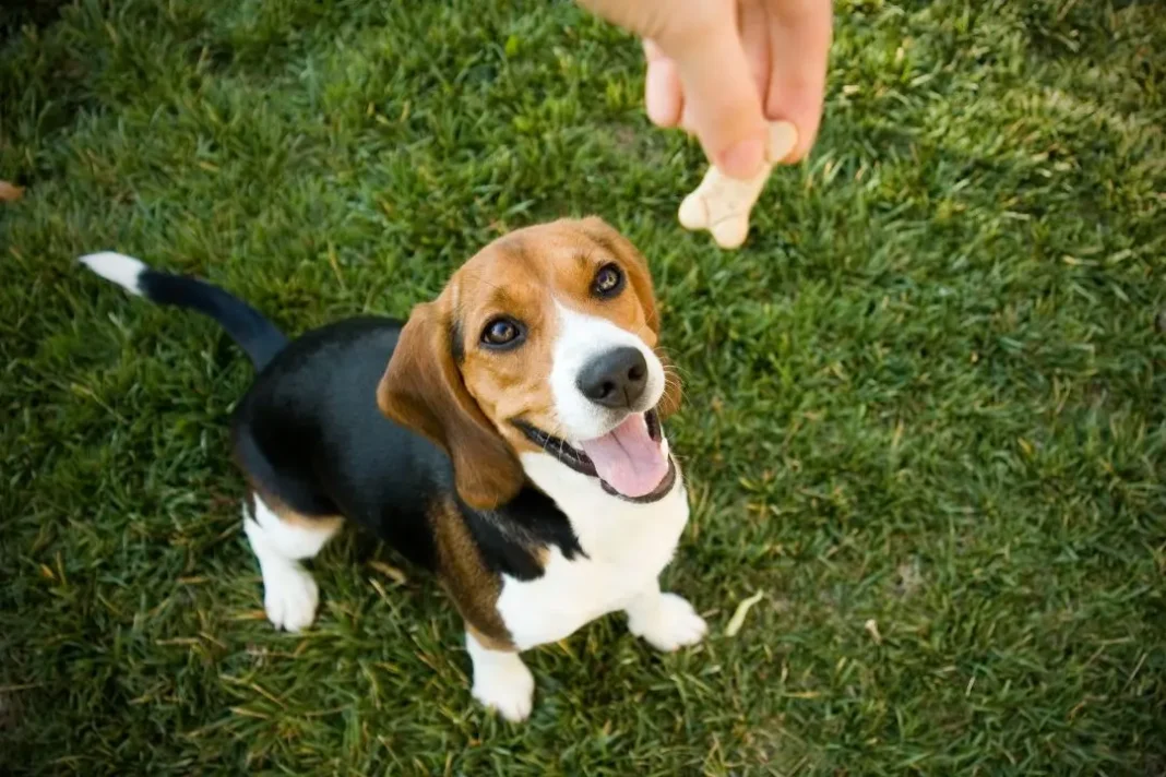 Peanut Butter Dog Treats