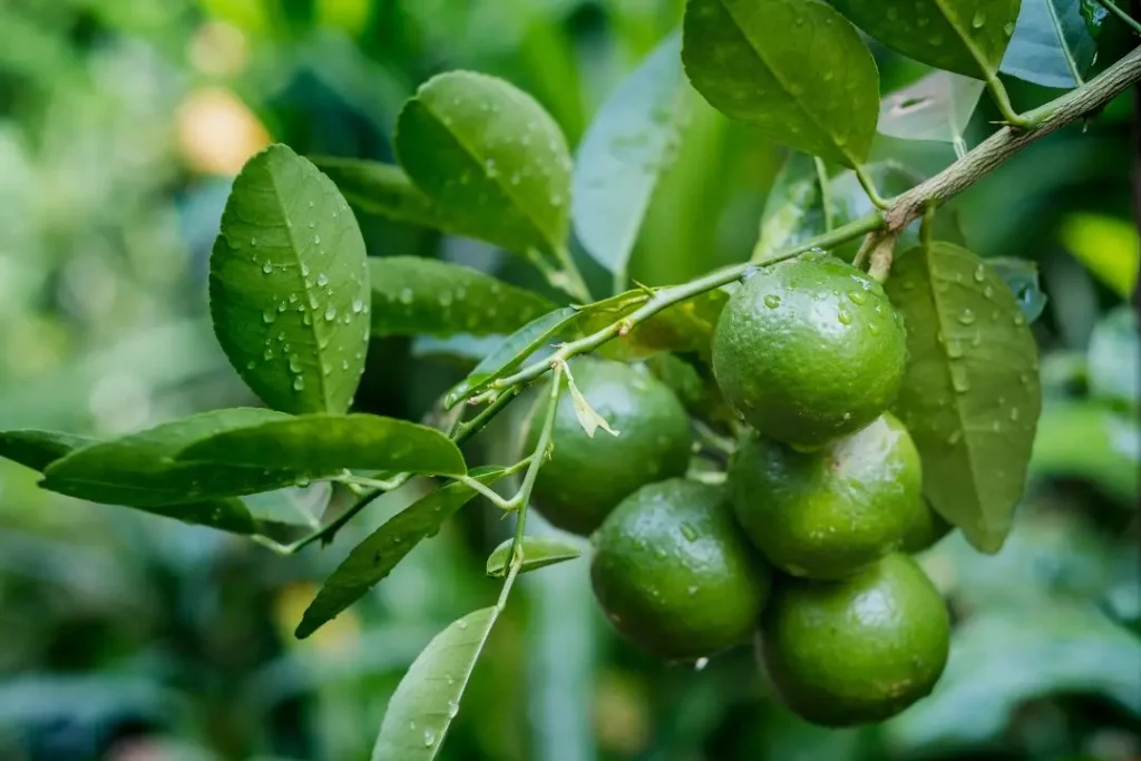 Limes Are Our New Money Tree