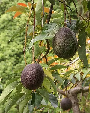 Persea_americana_fruit_2