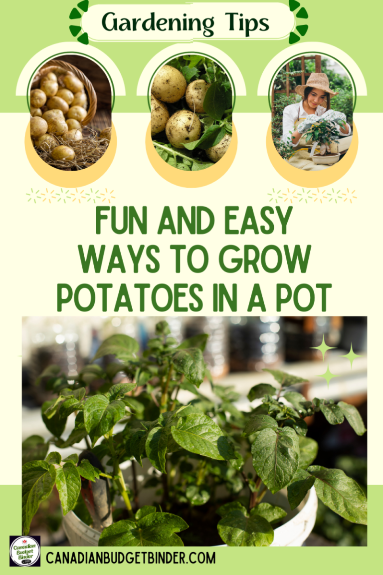 A Fun and Easy Way to Grow Potatoes In A Pot