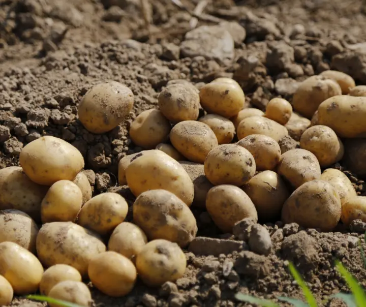 Crop Rotation For Potatoes