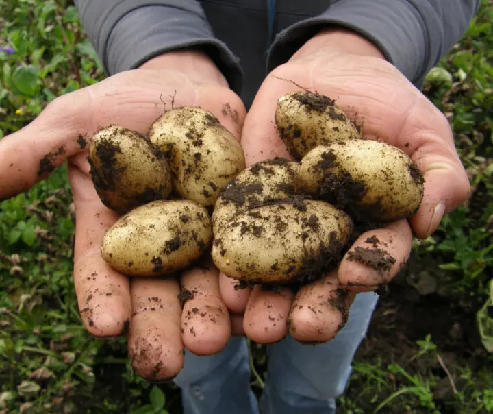 Harvesting Potatoes