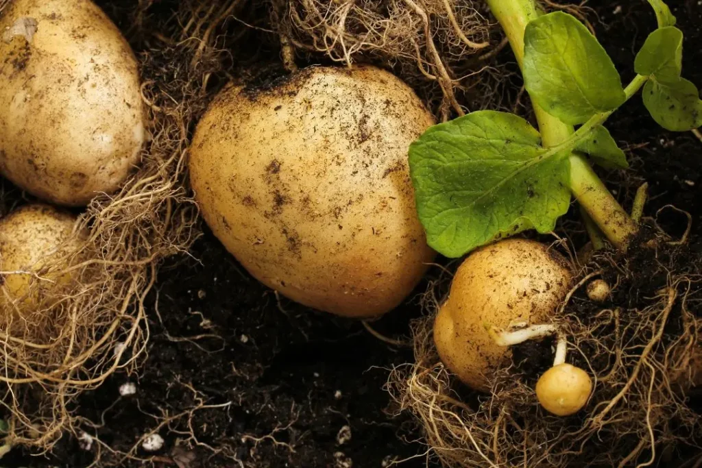 Growing Potatoes In A Pot Is Easy