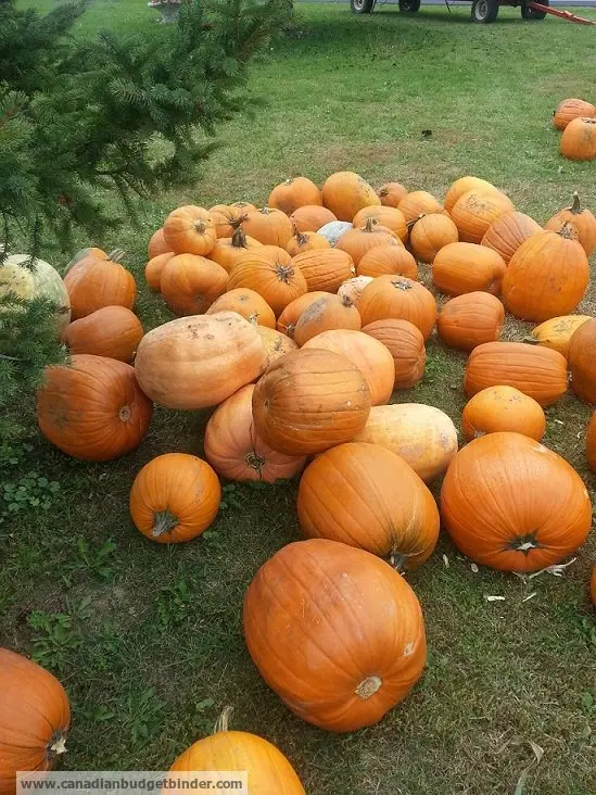 pumpkin-patch-wm
