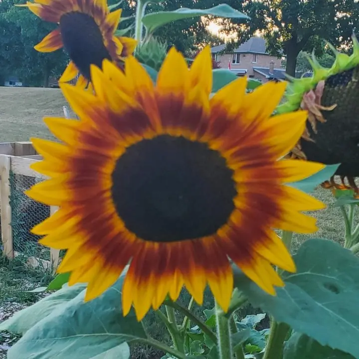 Sunflower garden