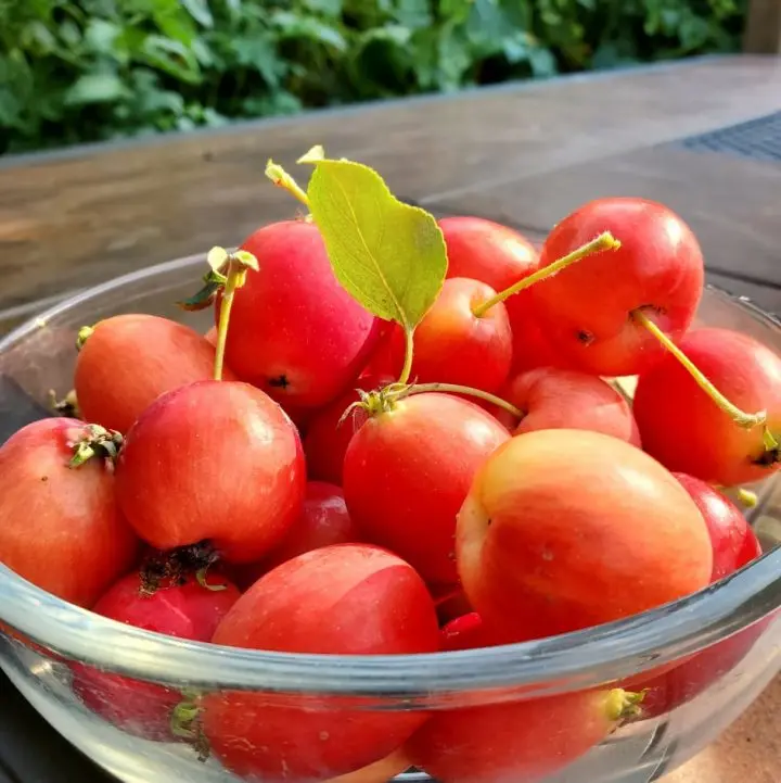 Crab Apples