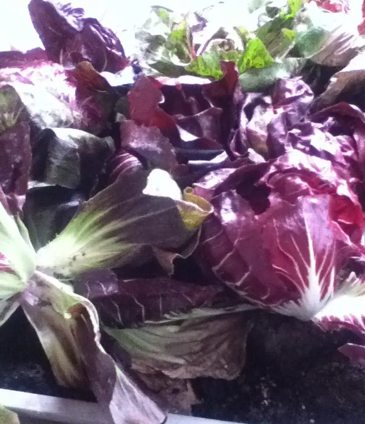 radicchio
