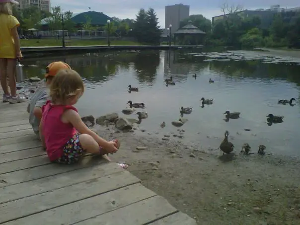 kids-free-ducks