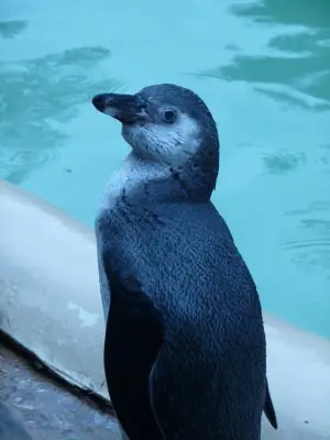 Penguin-by-the-pool-co-op-placement