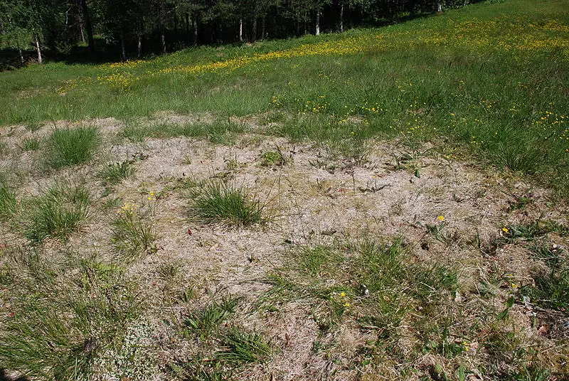 snow mold pink