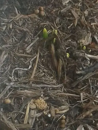 spring cleanup
