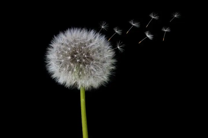 How To Control Weeds In Your Rock garden.