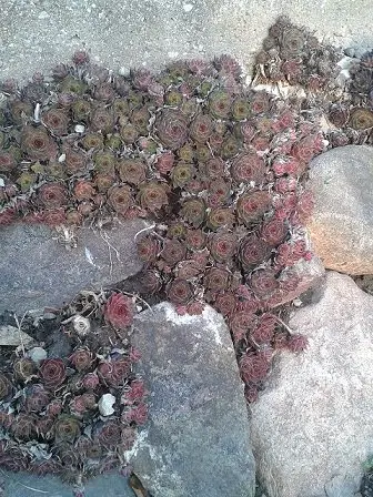rock garden plants hens and chickens