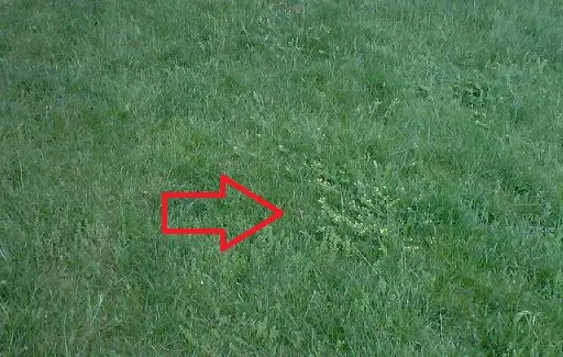 weeds