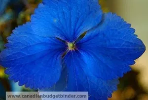 Blue-Hydrangea-2-wm-300x204