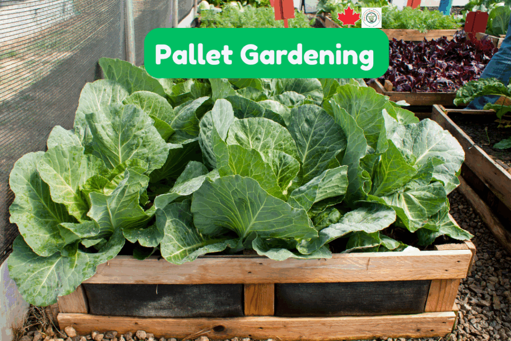 Pallet Gardening Canadian Produce Idea