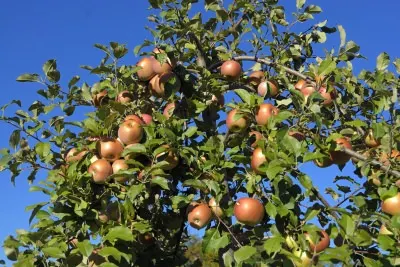 fruit-tree-apple