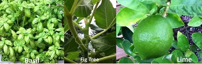 The Garden 2014 fig basil and lime