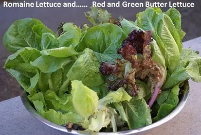 romaine-lettuce-and-butter-lettuce-from-garden