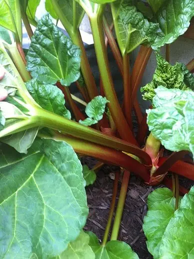organic rhubarb