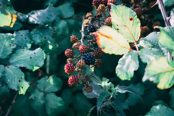 blackberry tree