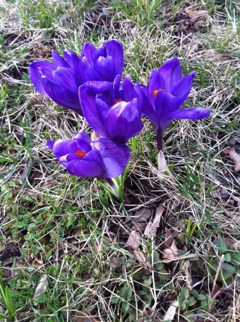 blue-flowers-spring-time