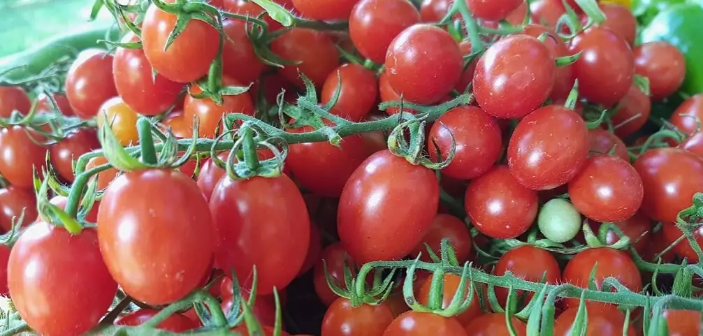 organic cherry tomatoes Ontario 2017
