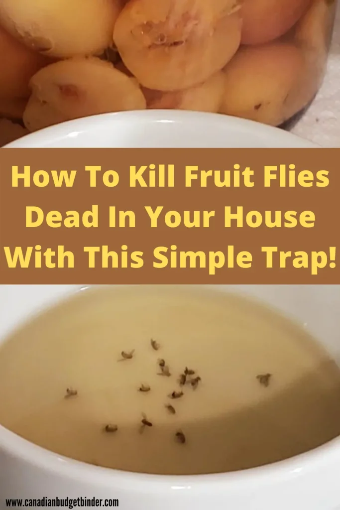 fruit fly trap