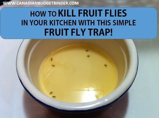 fruit flies recipe