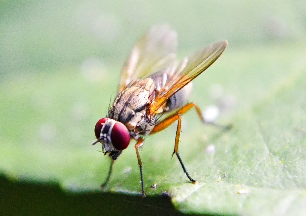 fruit flies